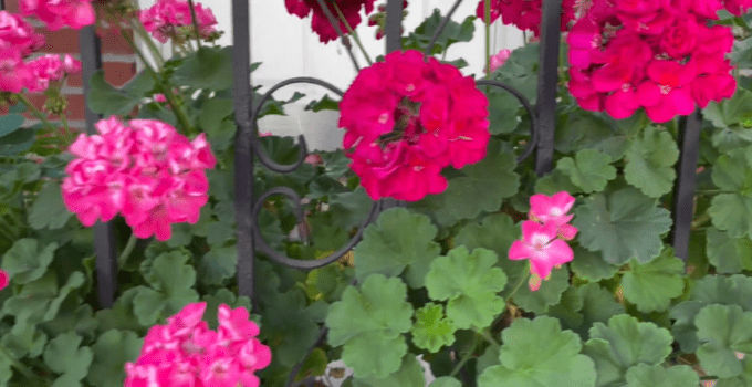 geranium