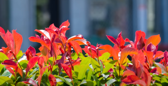 quand tailler les photinias