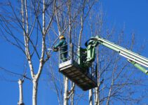 men pruning with a chainsaw