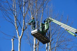 men pruning with a chainsaw