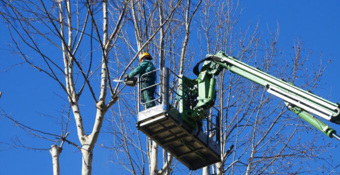 men pruning with a chainsaw