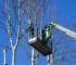 men pruning with a chainsaw