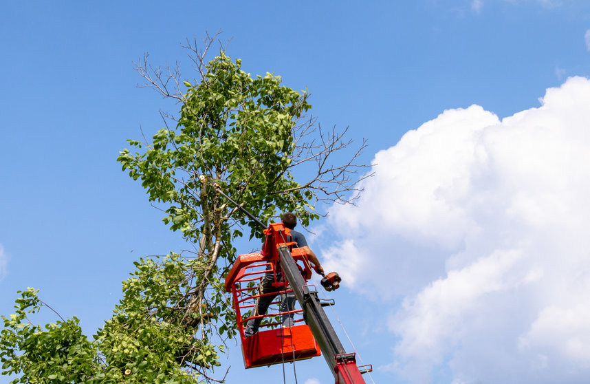 Tree pruning and sawing by a man with a chainsaw standing on the platform of a mechanical chairlift.