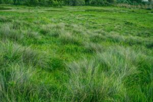 mauvaises herbes