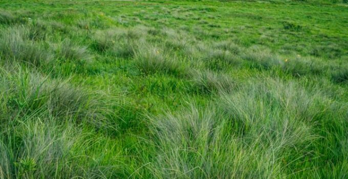 mauvaises herbes