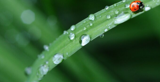 recuperer eau de pluie